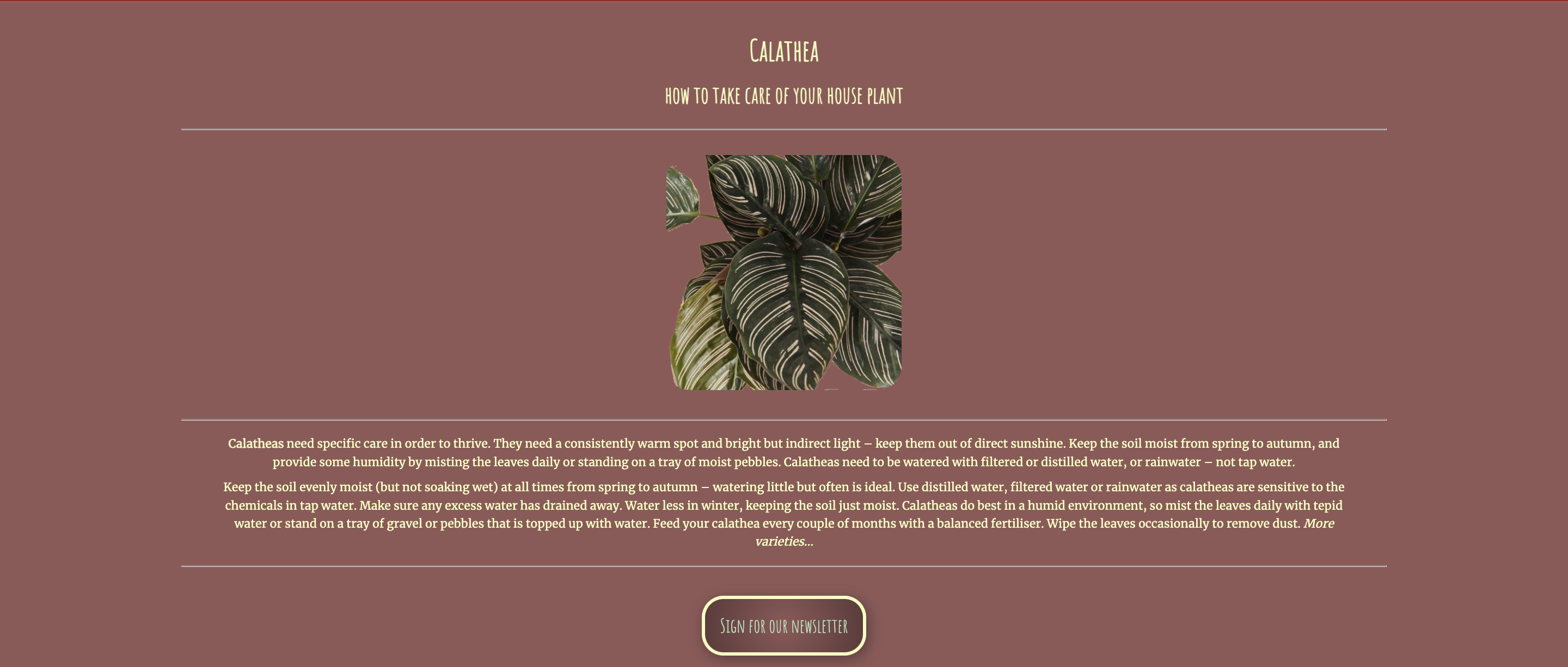 calathea project